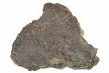Chondrite Meteorite ( g) - Western Sahara Desert #233175-1